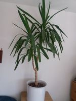 Yucca Palme Büropflanze Zimmerpflanze groß  Yucca-Palme West - Nied Vorschau