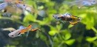 !!! Endler Guppys Fische Süßwasser Niedersachsen - Wedemark Vorschau