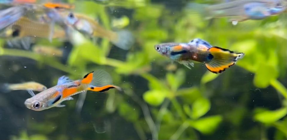 !!! Endler Guppys Fische Süßwasser in Wedemark