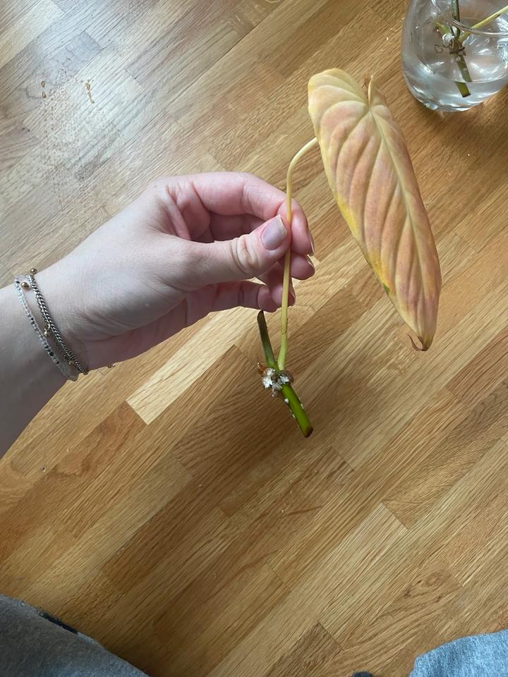 Stecklinge Philodendron Splendid (Melanochrysum x Verrucosum) in Griesheim