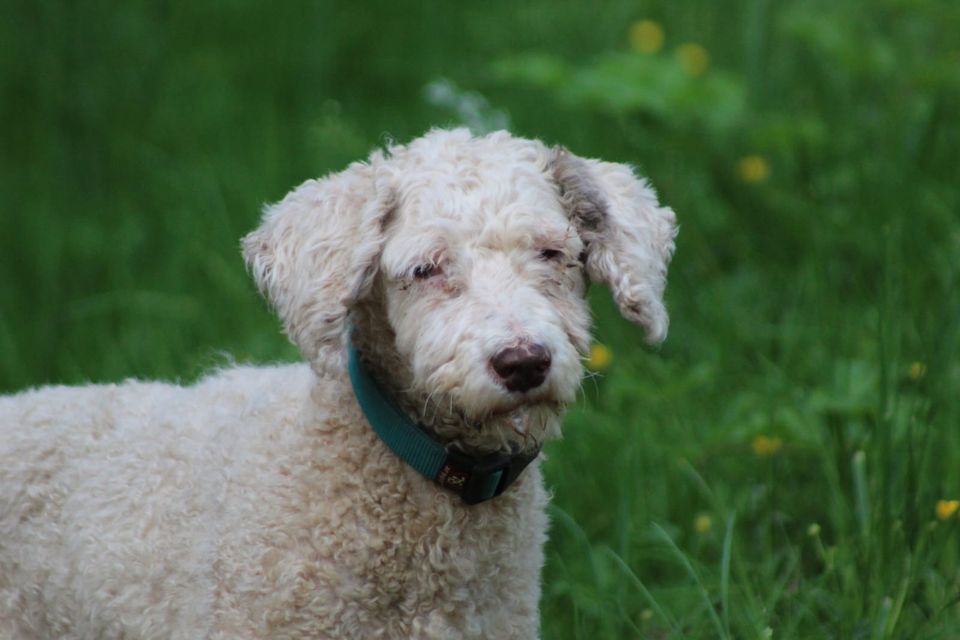 Oscar süßer Wasserhund in Neunkirchen