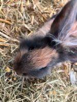 Dringend Kaninchen zu vermitteln Mecklenburg-Vorpommern - Neubrandenburg Vorschau