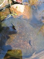 Gebe Teich Schnecken ab Niedersachsen - Lachendorf Vorschau