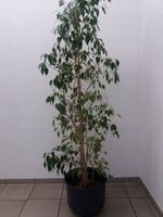 Ficus Benjamini Zimerpflanze groß Büropflanze Deko Pflanze West - Nied Vorschau