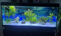 Aquarium VB 250€ Bayern - Hallbergmoos Vorschau