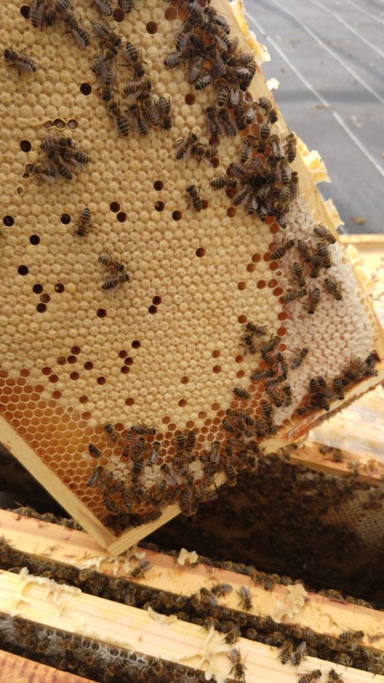 Bienenvölker in Frechen