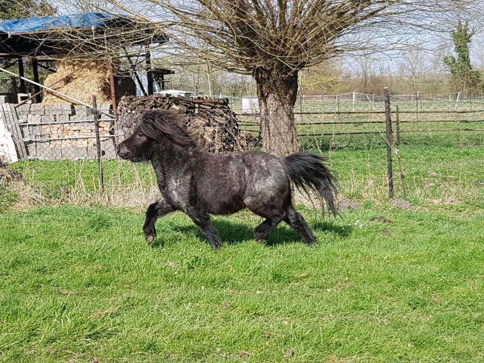 Liebe Shetty Stute, Roan, m.Pap. / Shetland Pony / Shetlandpony in Langenweddingen