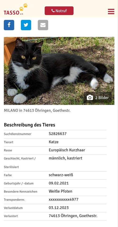 Katze vermisst in Öhringen-Nord in Öhringen