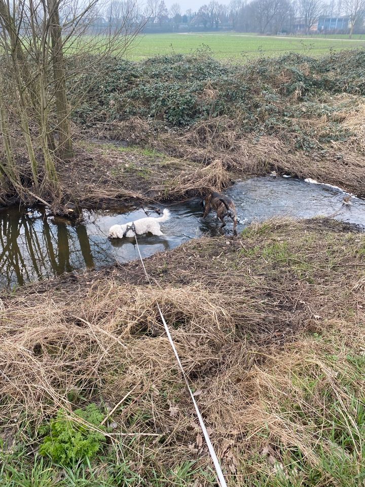 Gassi gehen, Dog walker , Hundebeschäftigung , Gassi Service in Ritterhude