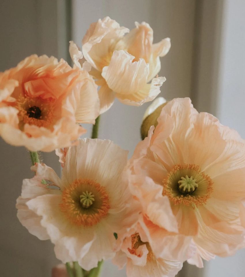 Saatgut Islandmohn Mohn Blumensamen Pflanzen Garten Blumen in Celle