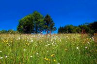 Pachtgrundstück gesucht Gemüseanbau Tierhaltung Rheinland-Pfalz - Trier Vorschau