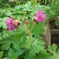 Geranium__ Storchenschnabel__rosa_ Bodendecker_!!! Rostock - Kröpeliner-Tor-Vorstadt Vorschau