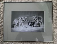 Wolfsrudel; Zeichnung, 50x40cm! Schwachhausen - Neu Schwachhausen Vorschau