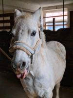 Pflege-/Reitbeteiligung Eltern'Kind Ponyreiten Baden-Württemberg - Bammental Vorschau