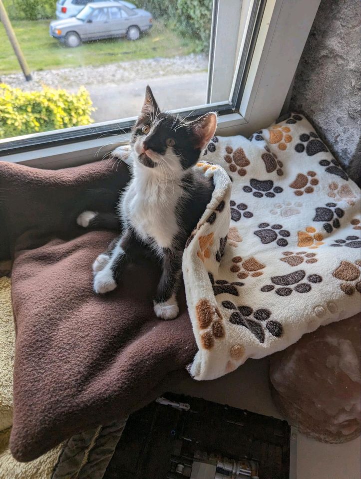 Schlafsack Kuschelsack Katze Frettchen Hund in Sonsbeck