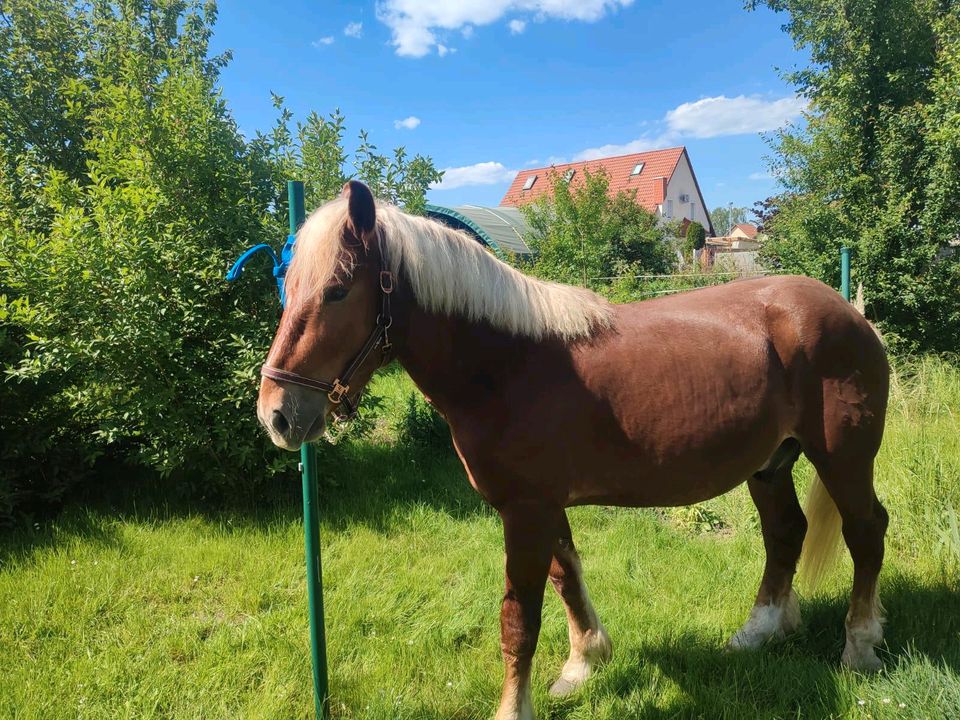 2 wunderschöne 2j. KB  Noriker  Wallache in Schönebeck (Elbe)