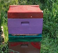 Carnica Bienenvolk. DNM. zu verkaufen. Nordrhein-Westfalen - Neuss Vorschau