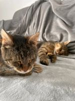 Tamara und Zakarias - Katzenpaar sucht ein Zuhause ♥️ Bielefeld - Gadderbaum Vorschau