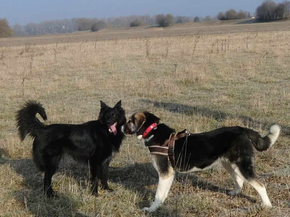 Sozialisierung, Hunde-Gewöhnung Gruppenkurs 2 Std in Haselbach b. Mitterfels