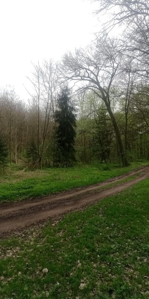Waldgrundstück 1,8 ha , guter Baumbestand in Sangerhausen