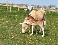 Welsh C - Jährling - Palomino - Stute Nordrhein-Westfalen - Zülpich Vorschau