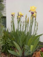 Iris Schwertlilie Blume gelb lila Staude Hessen - Groß-Umstadt Vorschau