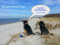 Ferienwohnung Urlaub mit Hund Ostsee Wendtorf bei Laboe ab Schleswig-Holstein - Wendtorf Vorschau