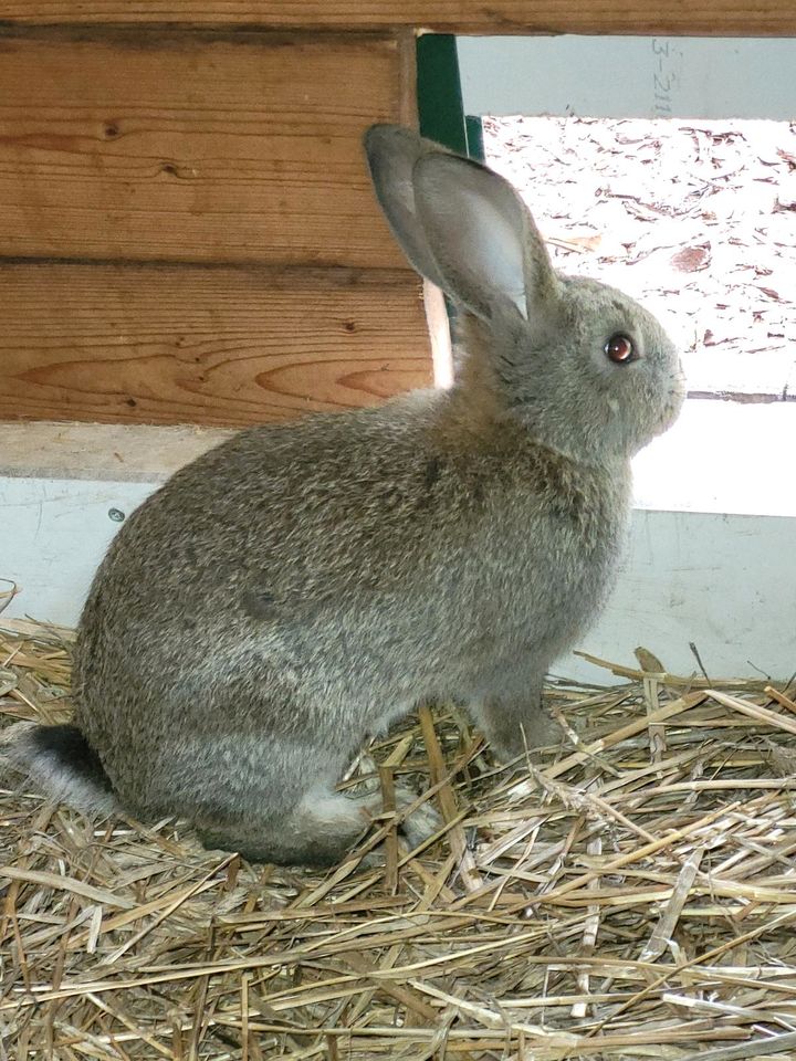 Kaninchen abgesetzt 1x geimpft in Ahlbeck
