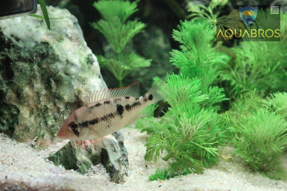 Alto-Sinu-Erdfresser (Geophagus sp. alto sinu) in Dortmund