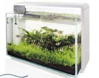 Aquarium Liter Home 60 Superfish 60 Liter Dortmund - Schüren Vorschau