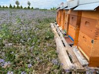 Bienenvolk CARNICA komplett mit Beute DNM Dresden - Cotta Vorschau