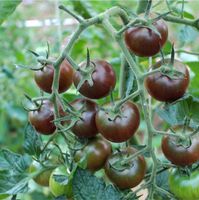 Bio-Black Cherry Samen - Süße Tomaten Nordrhein-Westfalen - Bottrop Vorschau