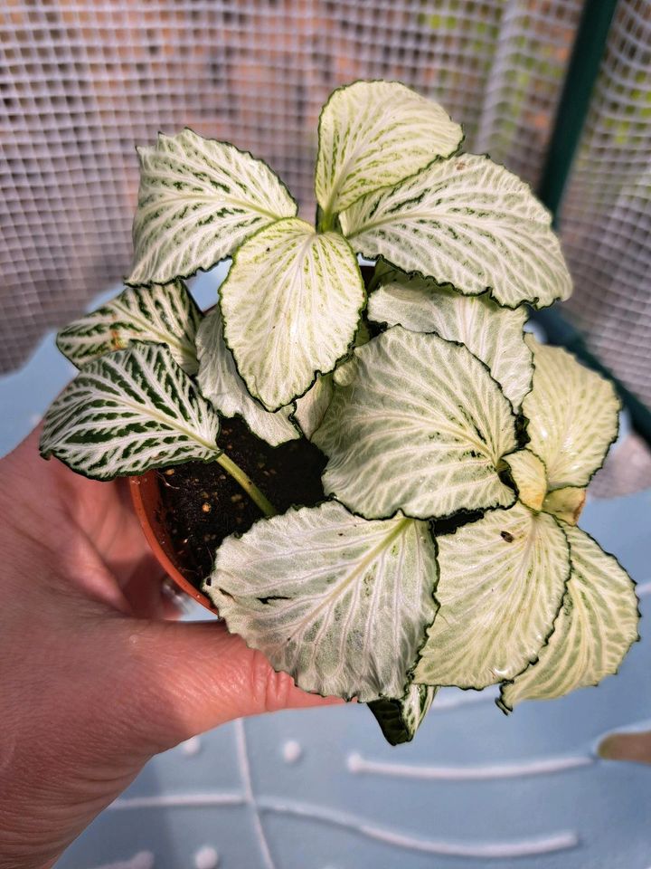 Fittonia albivenis, Mosaikpflanze, etabliert. in Selent