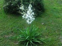 1 Stück Palmlilie - Yucca - winterhart Baden-Württemberg - Sachsenheim Vorschau