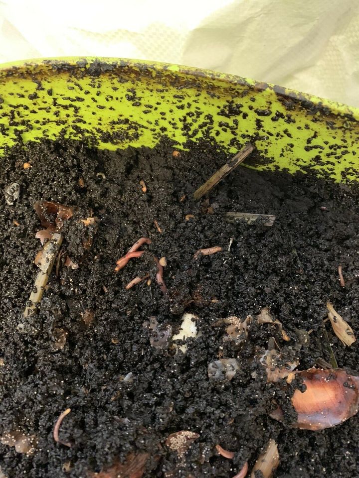 Kompostwürmer Kompost Wurm Dünger Wurmhumus Würmer in Viersen
