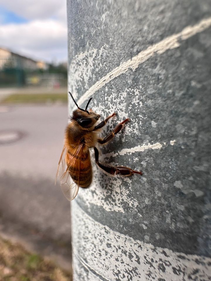 Bienenpatenschaft, Geschenk, Hochzeitstag, Geburtstag in Berlin