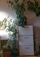 Schefflera Strahlenaralie ca. 400cm Höhe, mit neuen Trieben Baden-Württemberg - Bammental Vorschau