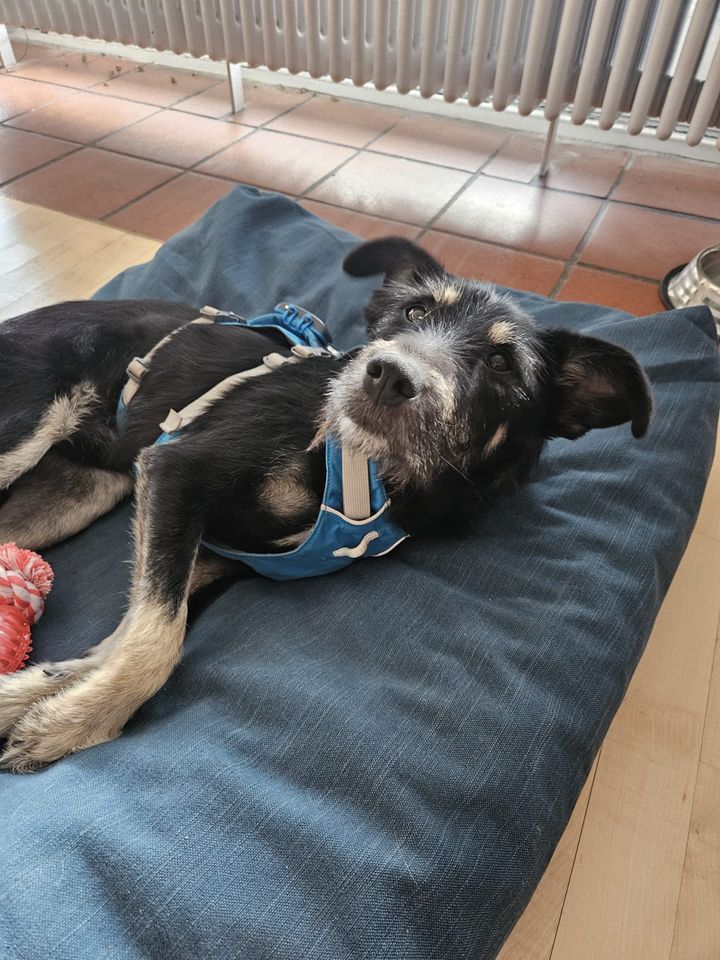 Hund Sirius sucht sein Zuhause in Heilbronn