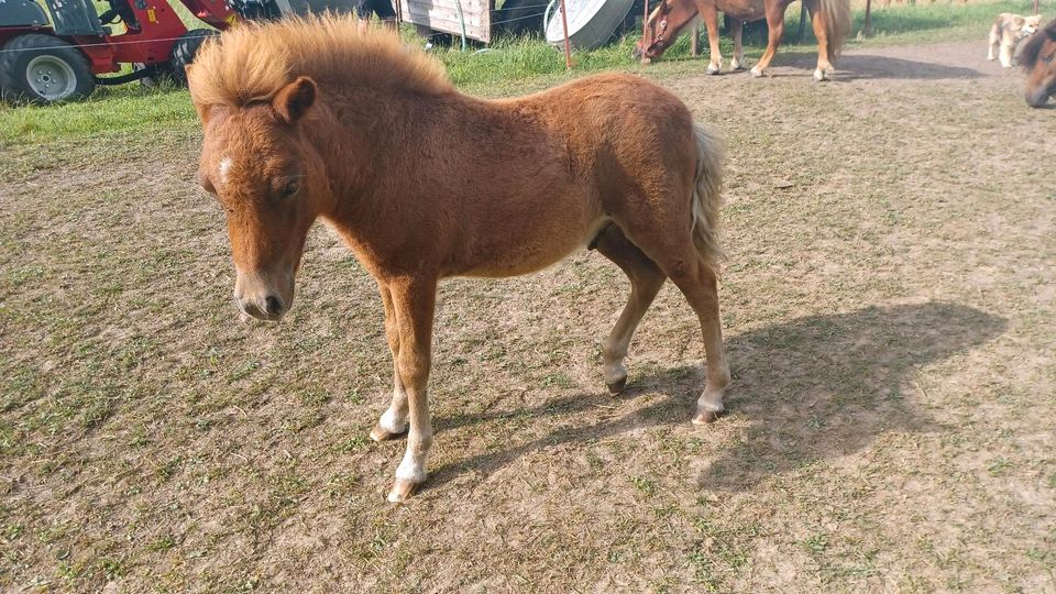 Shetlandpony Hengstfohlen Shetty Fuchs 05/23 in Meerane