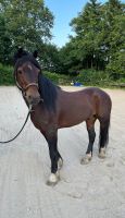 Pferd sucht neues Zuhause Nordrhein-Westfalen - Ratingen Vorschau