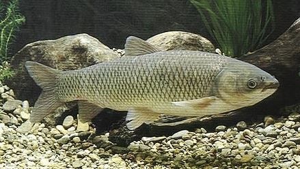 Silberkarpfen 7 bis 15cm zu verkaufen // Fischfarm Eske in Flensburg