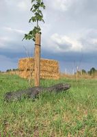 Biete Wiese zum grasen für Schafe an Niedersachsen - Barsinghausen Vorschau