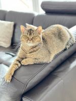 BKH Katze 2 Jahre nicht kastriert | frisch geimpft Bayern - Miltenberg Vorschau