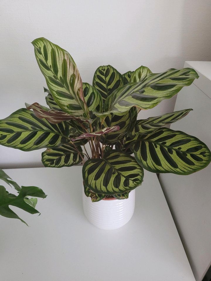 Calathea Zimmerpflanze Pflanze Schattenpflanze in München