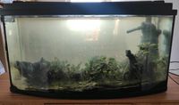 Aquarium 112 L mit LED Beleuchtung und weiterem Zubehör Niedersachsen - Pattensen Vorschau