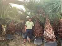 Washingtonia robusta, Petticoat- Palme Nordrhein-Westfalen - Recklinghausen Vorschau