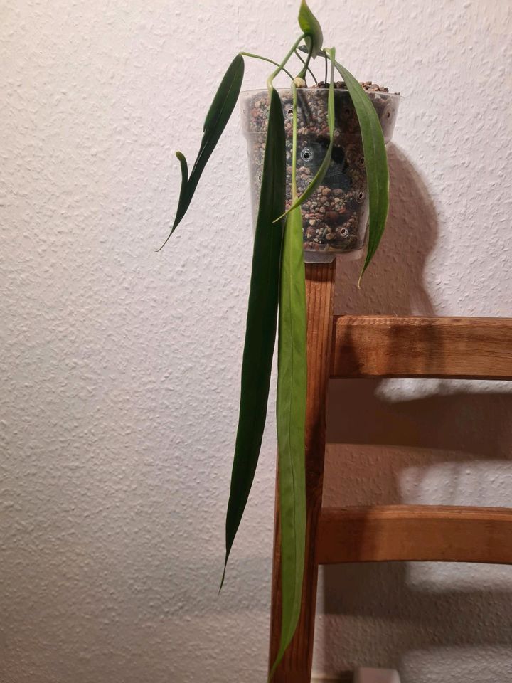 Anthurium wendlingeri Ableger cutting etabliert hydroponics in Köln