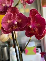 Orchidee Phalaenopsis "Kimono" PELORIC BLÜHT Mitte - Wedding Vorschau
