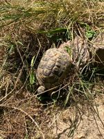 Schildkröte noch immer vermisst Hessen - Wald-Michelbach Vorschau