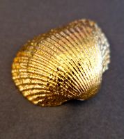 Golden Shell - messingvergoldete Muschel Bayern - Schwabach Vorschau